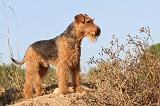 AIREDALE TERRIER 049